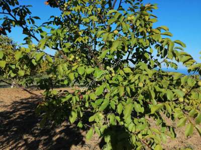 Tekirdağ Şarköy Kirazlıda Satılık Ceviz Bahçesi 12