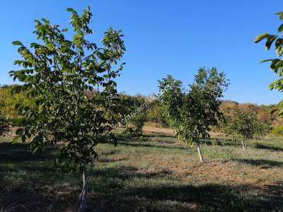 Tekirdağ Şarköy Kirazlıda Satılık Ceviz Bahçesi 6
