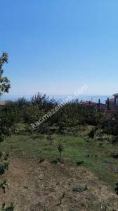 Tekirdağ Şarköy Kirazlıda Satılık Ceviz Bahçesi 16