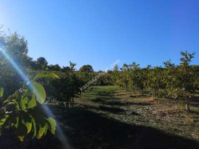 Tekirdağ Şarköy Kirazlıda Satılık Ceviz Bahçesi 5