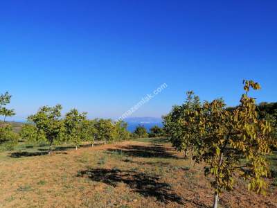 Tekirdağ Şarköy Kirazlıda Satılık Ceviz Bahçesi 13