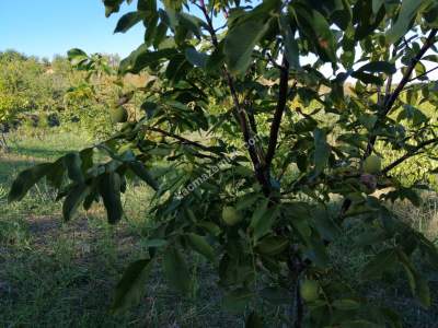 Tekirdağ Şarköy Kirazlıda Satılık Ceviz Bahçesi 15