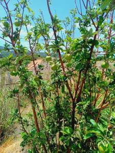 Tekirdağ Şarköy Tepeköy Mah.yarı Fiyatına Hobi Bahçesi 23