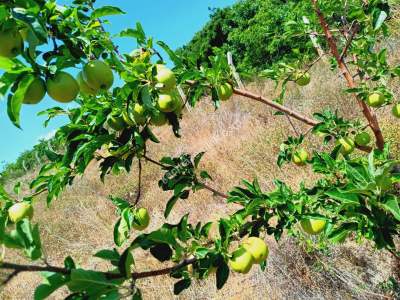 Tekirdağ Şarköy Tepeköy Mah.yarı Fiyatına Hobi Bahçesi 22