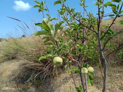 Tekirdağ Şarköy Tepeköy Mah.yarı Fiyatına Hobi Bahçesi 14