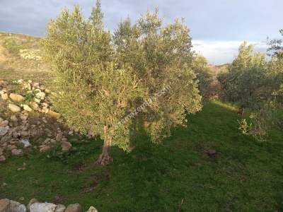 Tekirdağ Şarköy Tepeköy Mahallesi Satılık Arsa 7