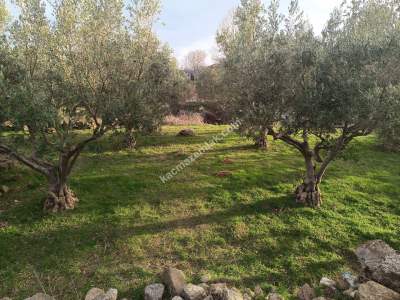 Tekirdağ Şarköy Tepeköy Mahallesi Satılık Arsa 5