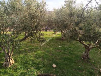 Tekirdağ Şarköy Tepeköy Mahallesi Satılık Arsa 4