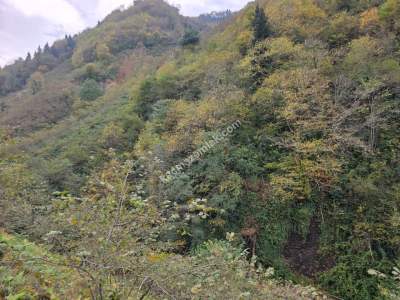 Kaşüstü Satılık Tarla/Bağ/Bahçe Yeşilvadi Köyüne 2 Km 23