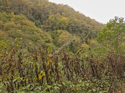 Kaşüstü Satılık Tarla/Bağ/Bahçe Yeşilvadi Köyüne 2 Km 35