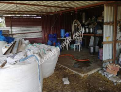 Çanakkale Bayramiç İlçesi Bıyıklı Köyü Satılık Çiftlik 6