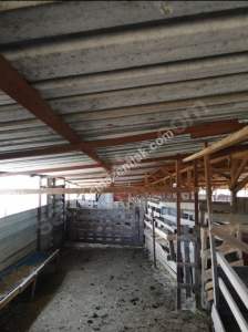 Çanakkale Bayramiç İlçesi Bıyıklı Köyü Satılık Çiftlik 8