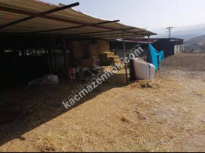 Çanakkale Bayramiç İlçesi Bıyıklı Köyü Satılık Çiftlik 7