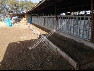 Çanakkale Bayramiç İlçesi Bıyıklı Köyü Satılık Çiftlik 15