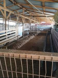 Çanakkale Bayramiç İlçesi Bıyıklı Köyü Satılık Çiftlik 12