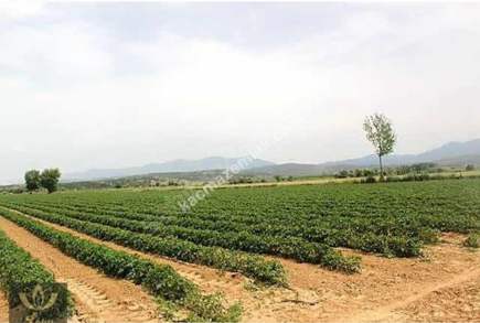 İzmir Tire'de Satılık 48.000 M2 Çiftlik 18