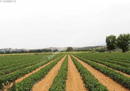 İzmir Tire'de Satılık 48.000 M2 Çiftlik 3