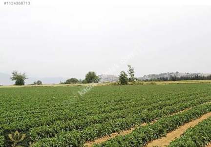 İzmir Tire'de Satılık 48.000 M2 Çiftlik 13