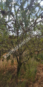 3000 Ağaçlık Badem Tarlası, Hayvancılığa Uygun 5