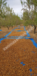 3000 Ağaçlık Badem Tarlası, Hayvancılığa Uygun 7