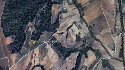3000 Ağaçlık Badem Tarlası, Hayvancılığa Uygun 11