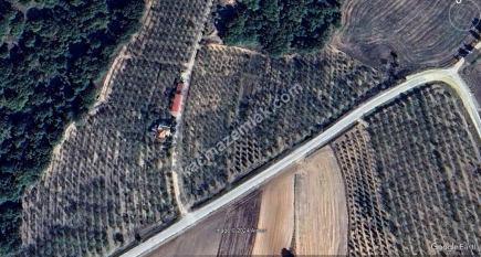 3000 Ağaçlık Badem Tarlası, Hayvancılığa Uygun 13