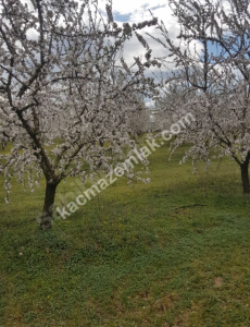 3000 Ağaçlık Badem Tarlası, Hayvancılığa Uygun 9