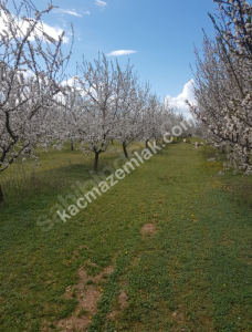 3000 Ağaçlık Badem Tarlası, Hayvancılığa Uygun 8