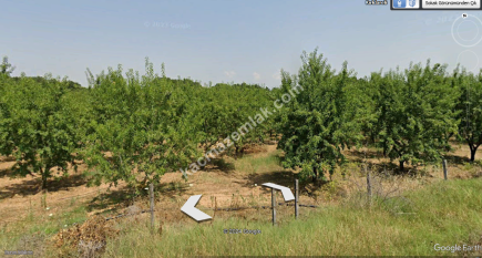 3000 Ağaçlık Badem Tarlası, Hayvancılığa Uygun 16