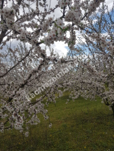3000 Ağaçlık Badem Tarlası, Hayvancılığa Uygun 10