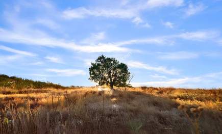 Kırklareli Yörükbayır Köyü Satılık Çiftlik (52 Dönüm) 34