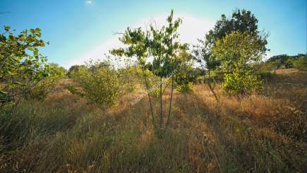 Kırklareli Yörükbayır Köyü Satılık Çiftlik (52 Dönüm) 26