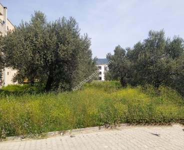 Edremitte İmara Açık 500 M2 Satılık Arsa 3