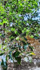 Bergama Ayaskent Mah.de 690 M2 Satılık Arsa 1