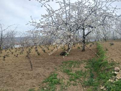 Tekirdağ Şarköy Kirazlı Mahallesi Satılık Konut Arsası 6