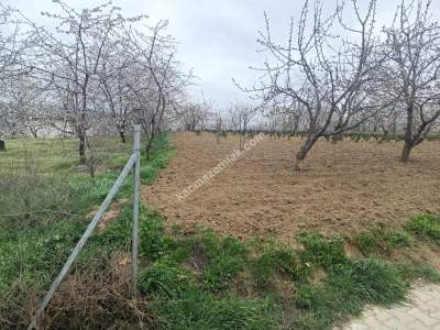 Tekirdağ Şarköy Kirazlı Mahallesi Satılık Konut Arsası 3