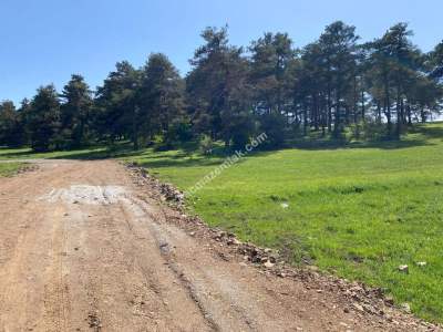 Niksar Çamiçi Yaylasında Tek Tapu Satılık Arsa 4