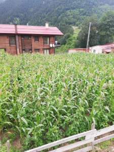 Trabzon Uzungölde Satılık Arsa 7