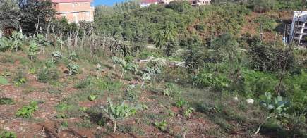 Pelitli Yeşilköy'de Satılık İmarlı 336 Metre Arsa 6