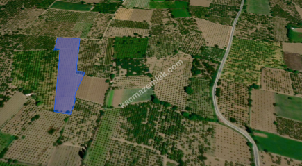 Bursa Kestel Dudaklı 10.560M2 Satılık Şeftali Bahçesi 3