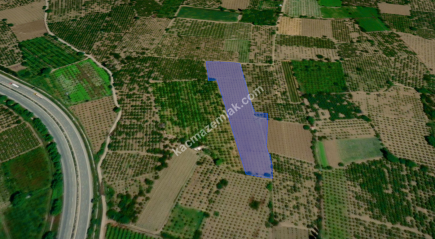 Bursa Kestel Dudaklı 10.560M2 Satılık Şeftali Bahçesi 2