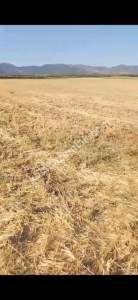 Denizli Acıpayamda Satılık Tarım Arazisi 3