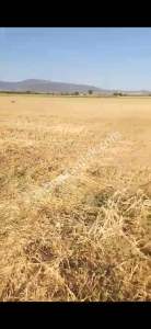 Denizli Acıpayamda Satılık Tarım Arazisi 2