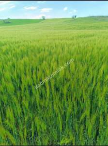 Tokat Yesılyurt Gaziosmanda Yola Yakın Satılık Tarla 2