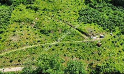 Beşikdüzü Hünerlide Satılık Fındık Bahçesi 2