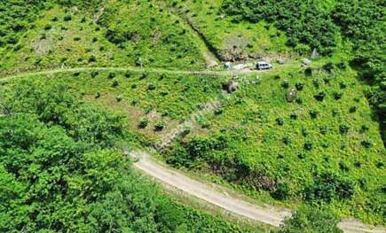 Beşikdüzü Hünerlide Satılık Fındık Bahçesi 3
