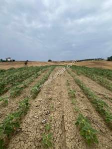 Adana,Karaisalı,Çakallı Köyünde Satılık Tarla.