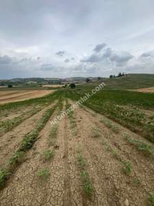 Adana,Karaisalı,Çakallı Köyünde Satılık Tarla. 3