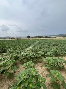 Adana, Karaisalı, Çakallı Köyünde Satılık Tarla 1
