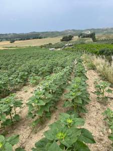 Adana, Karaisalı, Çakallı Köyünde Satılık Tarla 2